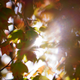 Illustration for article titled 76 Stunning Photos Of Fall Leaves